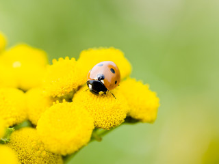Small ladybug