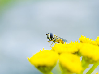 Small fly