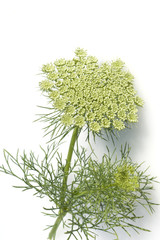 Bischofskraut; Ammi visnaga