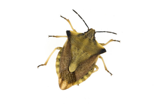 Blattwanze; Bunte Blattwanze; Elasmostethus interstinctus