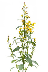 Gewöhnliche Goldrute (Solidago virgaurea)  - stehend