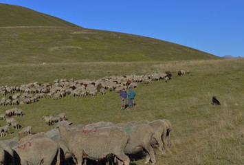 Bergers et leur troupeau de moutons dans les alpages # 3