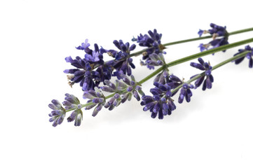 Fototapeta premium lavendel; Lavendula angustifolia