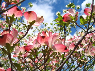Dogwood Celebration