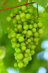 Grape bunch