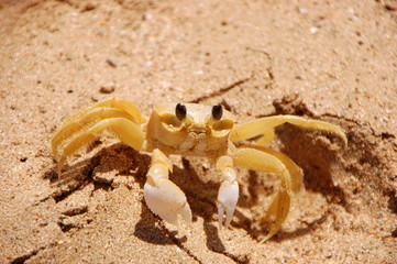 Le crabe jaune