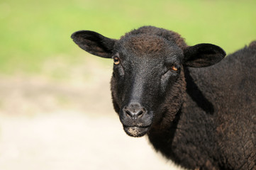Fototapeta premium Schwarzes Schaf