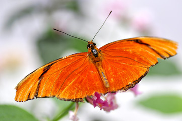 Schmetterling Juliafalter