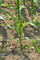 corn plant