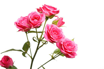 Bunch of beautiful roses