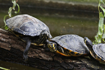 Obraz premium Gelbwangen- und Rotwangenschmuckschildkröte