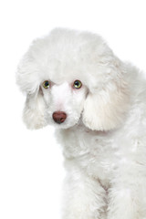 Portrait of a white poodle puppy with green eyes