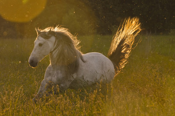 Obraz na płótnie Canvas biały ogier koń w złotym świetle