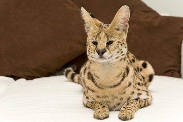 Serval