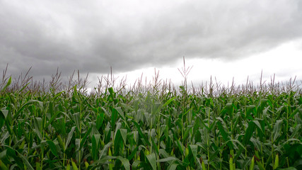 Maisfeld und bewölkter Himmel