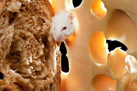 El ladr&oacute;n de la cocina