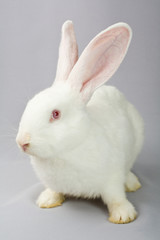 White rabbit on a gray background