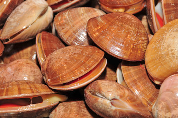 clams