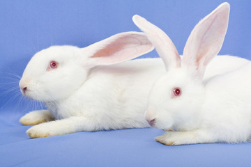 Two white rabbits on a blue background