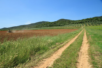 Fototapeta na wymiar agriculture in Italy