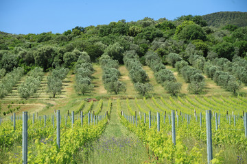 Fototapeta na wymiar vineyards and olive trees, Tuscany
