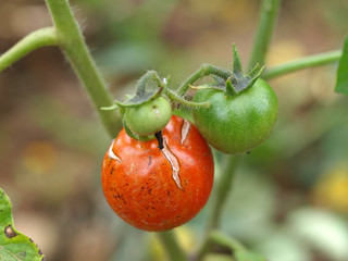 Überreife Tomaten am Strauch