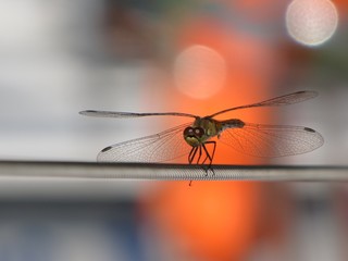 Dragonfly on a steel cable