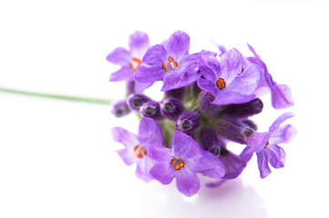 Naklejka premium lavender flower on the white background