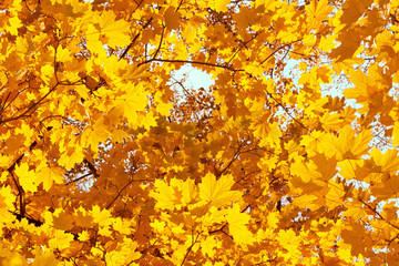 Autumn leaves background.