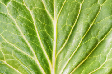 Leaf of a plant close-up.