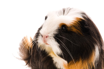 guinea pig isolated on the white background. coronet