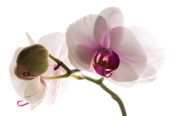 Fototapeta na wymiar White orchid on white