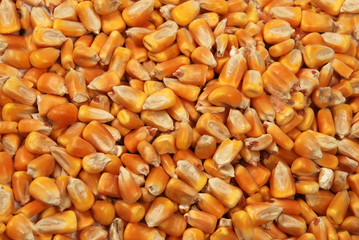 corn seeds close up as background