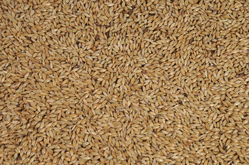 Canary seed Phalaris canariensis family