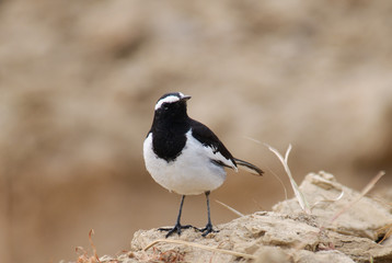 White-browed Wagtail Motacilla maderaspatensis