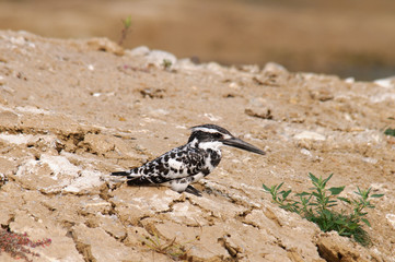 Pied Kingfisher Ceryle rudis