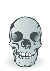 Vector illustration it is  skull of the person