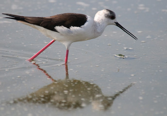 Black-winged Stilt Himantopus himantopus