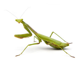 Praying Mantis