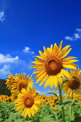 Sunflower Field