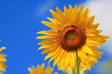 sunflower