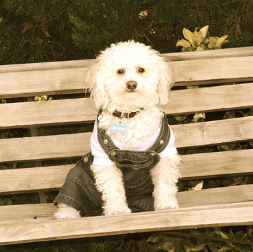 dog dressed in overalls sitting on bench