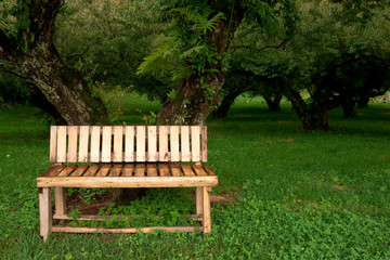 Wood bench in garden