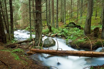 beautiful river in a forest