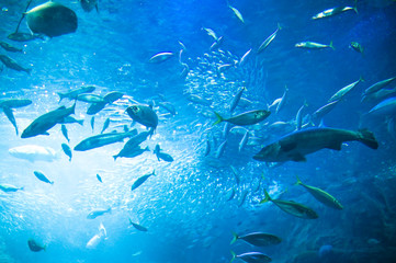 Fototapeta premium 水族館