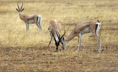 Fighting between the two antelope in the Serengeti park