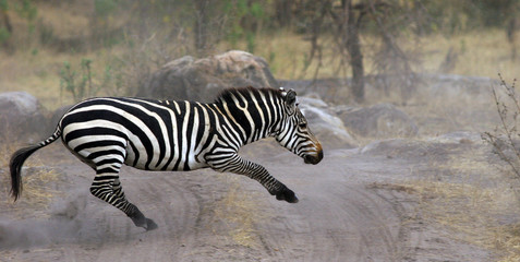 Obraz na płótnie Canvas zebra w park narodowy Serengeti