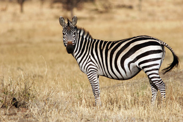 Fototapeta na wymiar zebra w park narodowy Serengeti