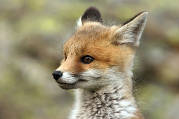 fox cub near his lair