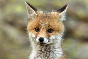 Naklejka na ściany i meble fox cub w pobliżu jego legowiska